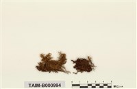 藏品(腐木苔屬)的圖片